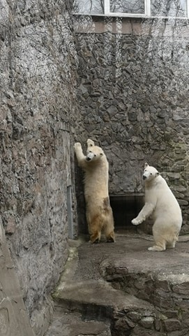 Белый медведь, зоопарк