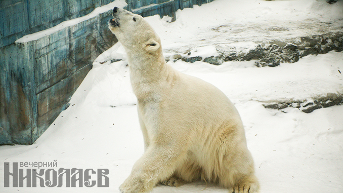 Белый медведь, День белого медведя, Николаевский зоопарк (с) Александр Сайковский, ВН