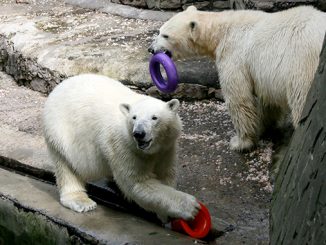 Николаевский зоопарк, белые медведи, обогащение среды животных