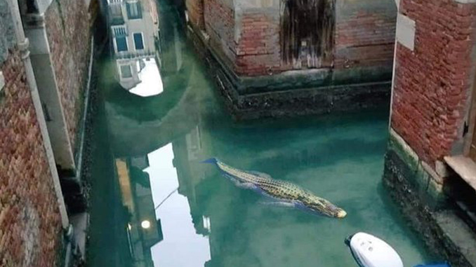 Крокодил заплыл в Венецию, фотожабы об Италии, короновирус, карантин в Италии
