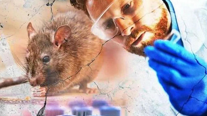 Новый вирус в Китае, хантавирус, заражение, крысы
