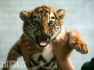 Николаевский зоопарк, карантин в Николаеве, тигр, тигренок, животные