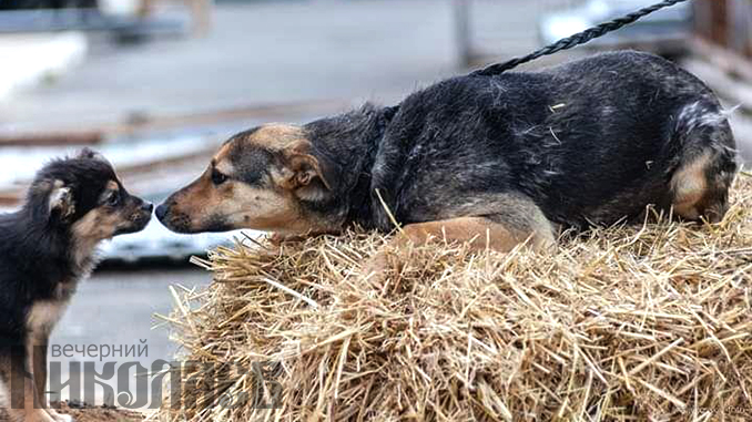 собаки, щенок, приют для собак, Николаев, взять собаку из приюта. Фото - А.Сайковский, ВН