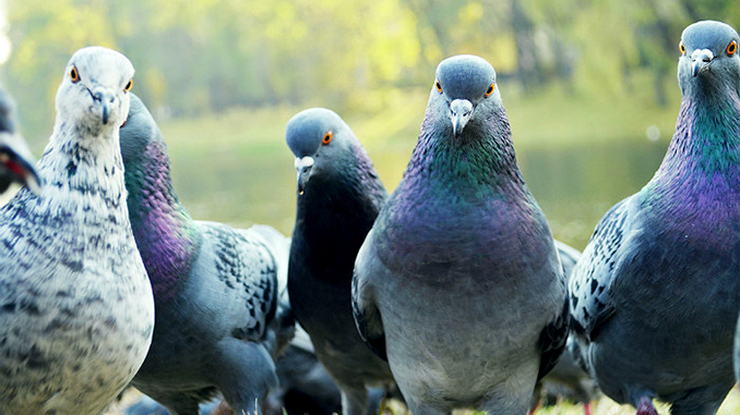 Коронавирус в Киеве, дезинфекция, умирают голуби