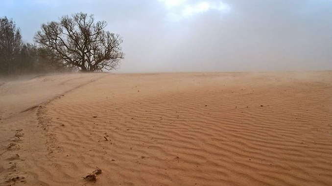 Песчаная буря, пыльная буря, Черниговская область, вырубка лесов, лесные пожары