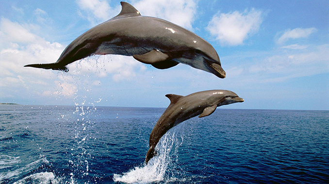 Дельфин афалина
