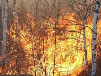 лесной пожар, Житомирская область, новости, пожар, Житомир
