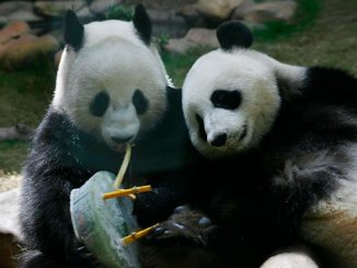 Гонконг, Китай, Зоопарк, панда, новости, природа, карантин, коронавирус, Хорошие новости