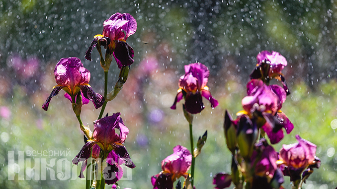 Погода в Николаеве, май, дождь, ирисы, цветы, клумба (с) Фото - Александр Сайковский, ВН