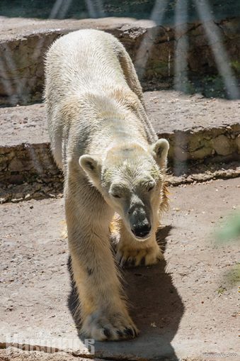 Николаевский зоопарк, белый медведь, животные, природа