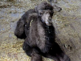 В Николаевском зоопарке родился верблюжонок