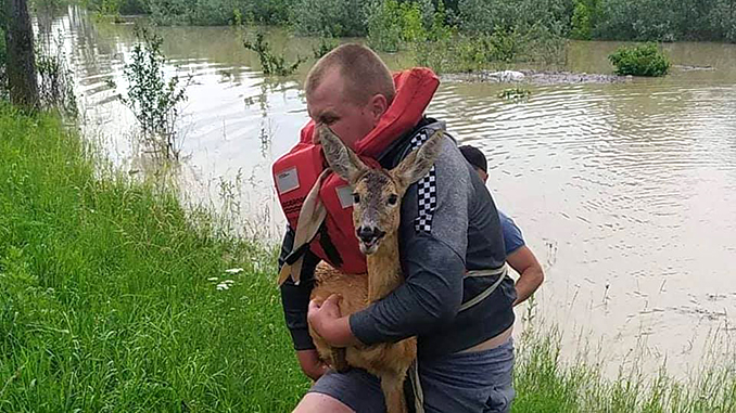 Наводнение на Буковине, дикие животные, охрана природы, экология, серна