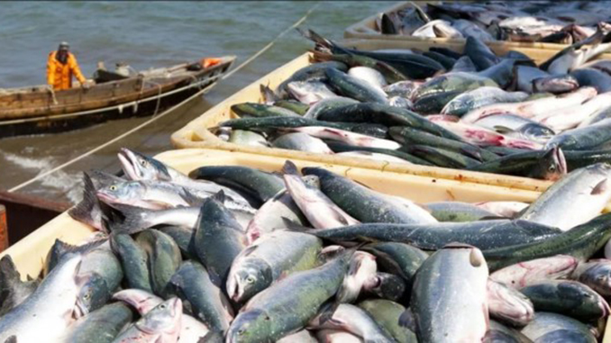 Рыба, экспорт, рыбная ловля