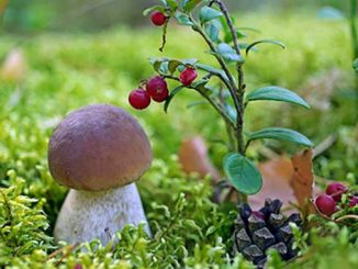 сбор грибов и ягод, новости, Херсон, область, облсовет, новости, плата, грибы, ягоды, лес