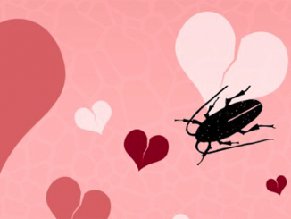 День святого Валентина, День влюбленных, Николаевский зоопарк, тараканы