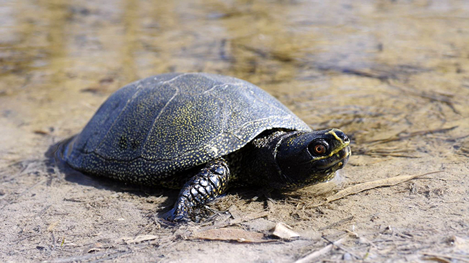 Болотная черепаха, Тилигульский лиман, природа, животные, экология, региональный ландшафтный парк