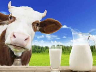 Корова, молоко, аграрии, агро, сельское хозяйство