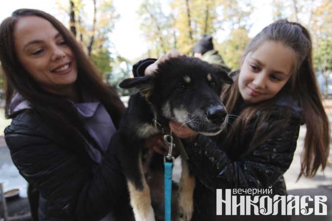 николаев, собаки, беспородные, выставка, Фото Александра Сайковского
