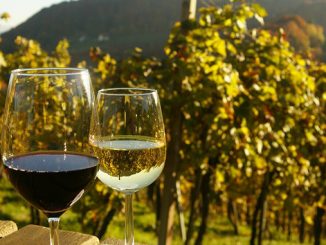 Виноделие, виноградники, Коблево, Ольвия, праздник молодого вина