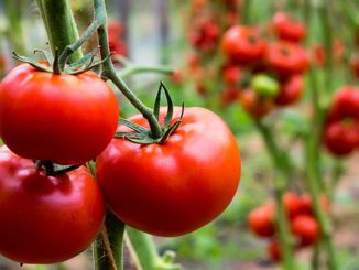 томат, помидор, овощи, огород, аграрии, агропромышленный комплекс